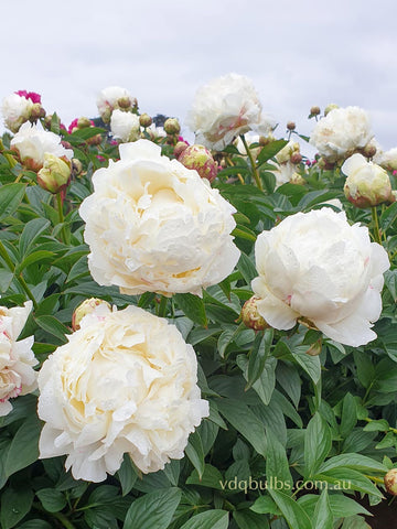 Ivory Victory - Herbaceous Peony