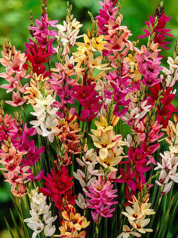 Ixia Mix