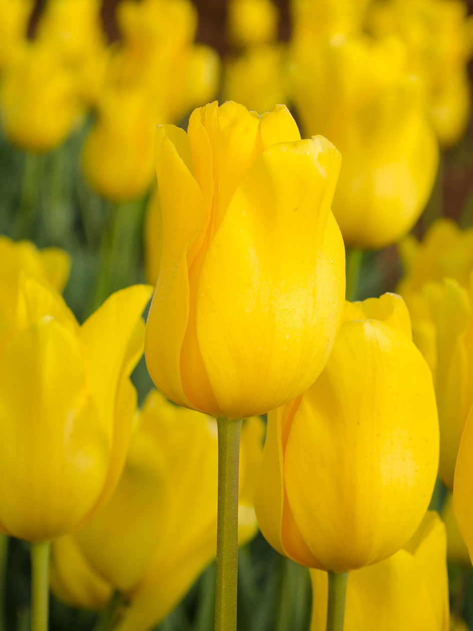 Jan van Nes - Tulip | VDQ Bulbs