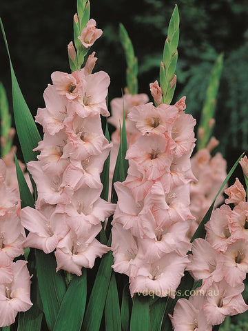 Jarama - Gladioli