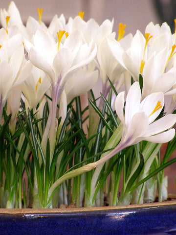 Joan of Arc - Crocus