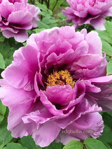 Joy of Longevity - Tree Peony