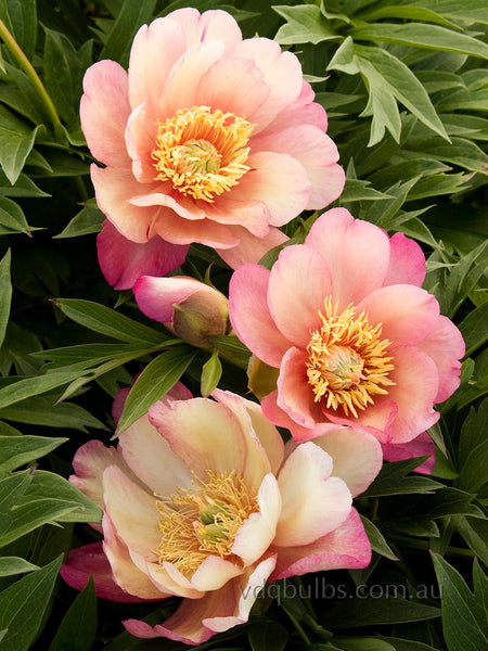 Julia Rose - Itoh Peony