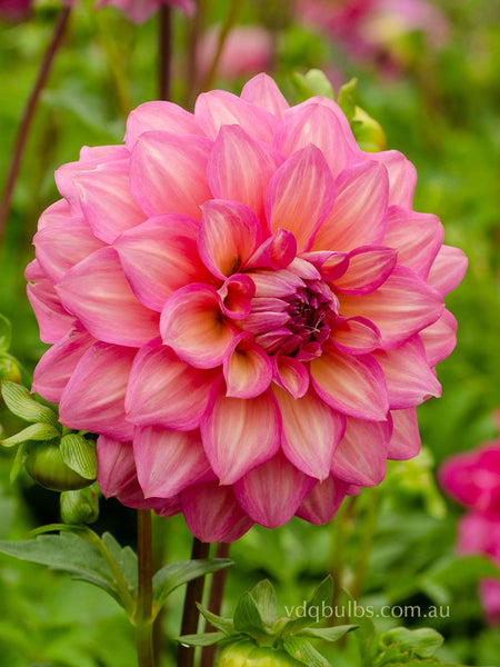 Juliette - Dahlia