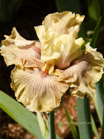 Just Crazy - Bearded Iris