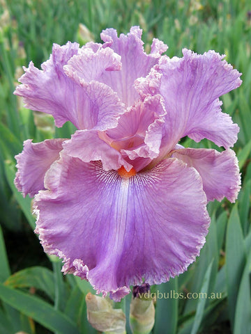 Kaligazam - Bearded Iris