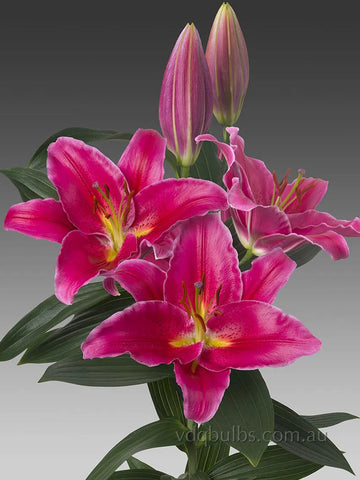 Kampong - Oriental Lilium