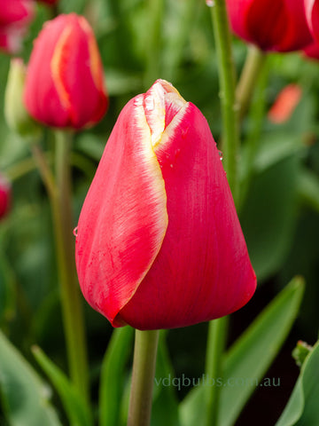 Karlyn - Tulip