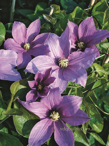 Kathleen Wheeler - Clematis