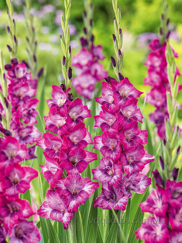 Kim - Glamini Gladioli