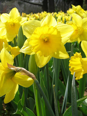 King Alfred - Daffodil