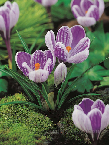 King of the Striped - Crocus