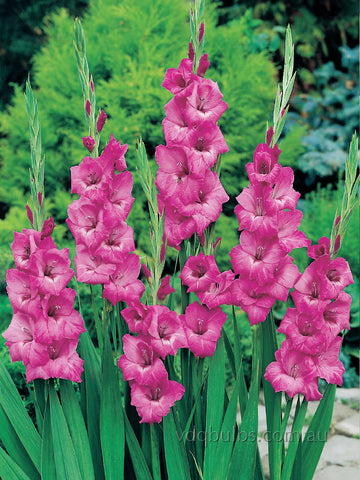 Kingston Ruffle - Gladioli