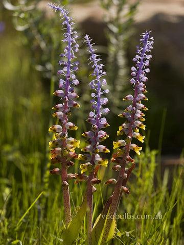 Lachenalia mutabilis