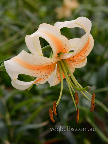 Lady Alice - Species Lilium