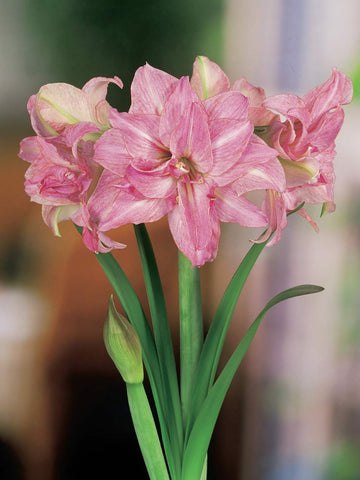 Lady Jane - Hippeastrum