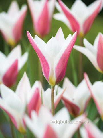 clusiana 'Lady Jane' - Tulip