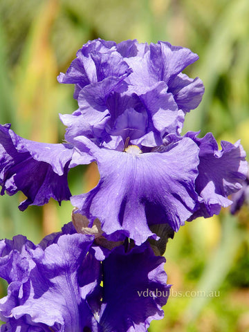 Lake St. Clare - Bearded Iris