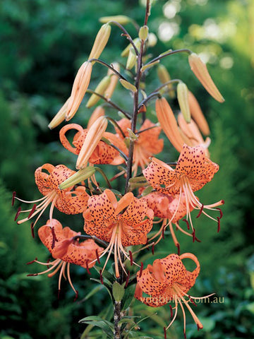 Lancifolium Splendens - Lilium