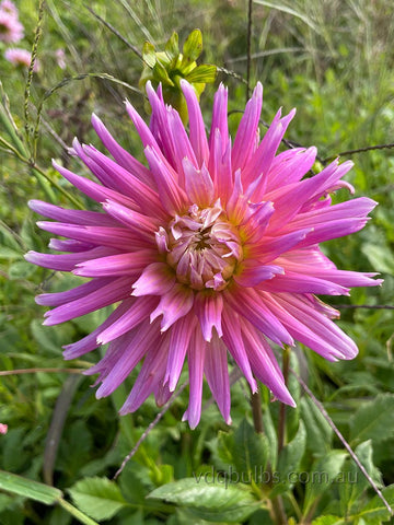 Lavender Frills - Dahlia
