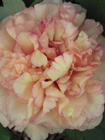Leah - Tree Peony