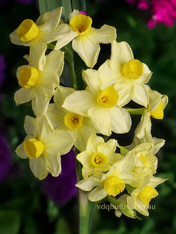 Lemon Avalanche - Jonquil