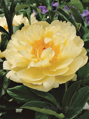 Lemon Chiffon - Herba eous Peony