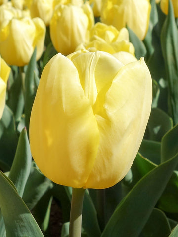 Lemon Delicious - Tulip