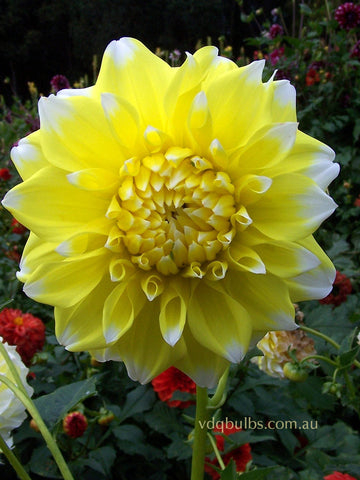 Lemon Snow - Dahlia