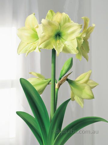 Lemon Star - Hippeastrum