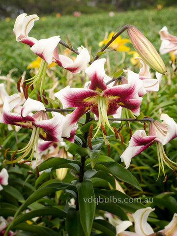 white twinkle tiger lily White Twinkle - Lilium