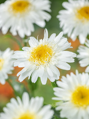Leucanthemum x supurbum 'Glory'