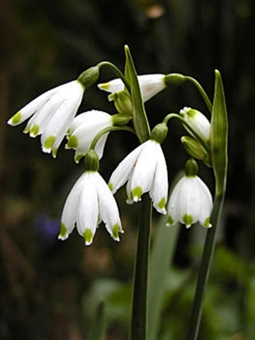 Snowflakes - Leucojum