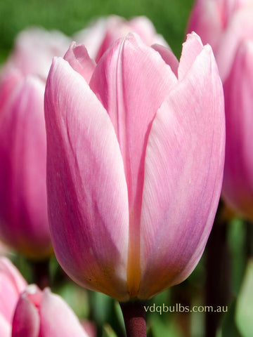 Light and Dreamy - Tulip