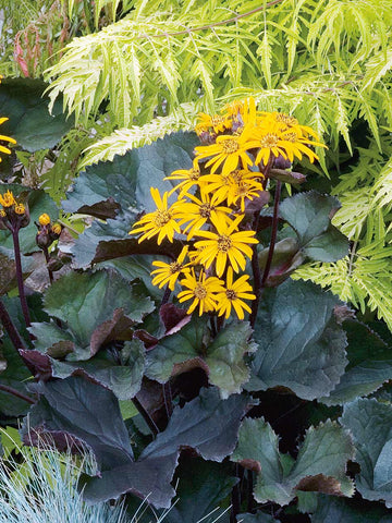 Ligularia 'Midnight Lady'