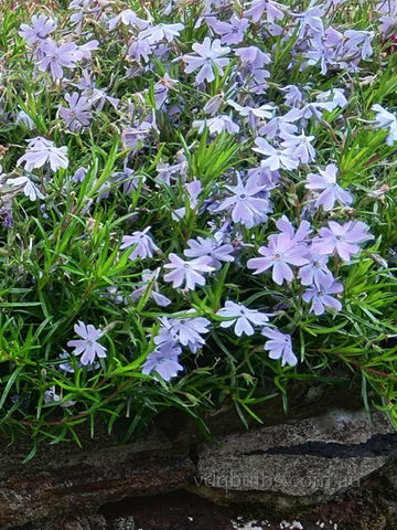 Lilac - Alpine Phlox