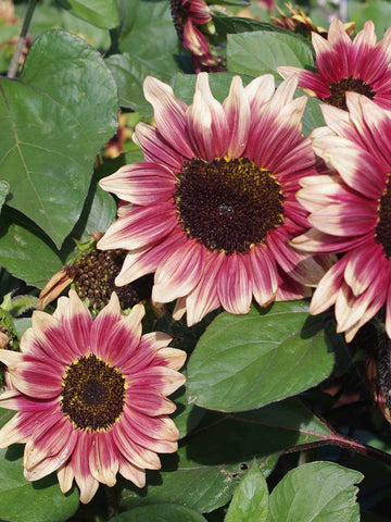 Lilac Spray - Sunflower