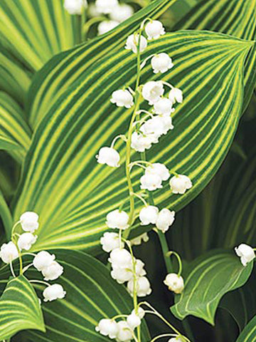 Lily of the Valley - Variegated Leaf