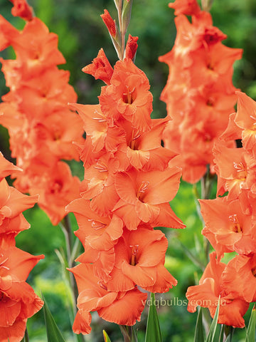 Live Oak - Gladioli