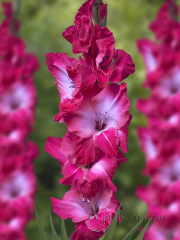 Lizzy - Glamini Gladioli