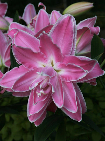 Lotus Wonder - Double Oriental Lilium