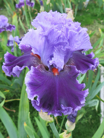 Louisa's Song - Bearded Iris