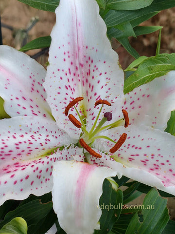 Lovely Day - Oriental Lilium