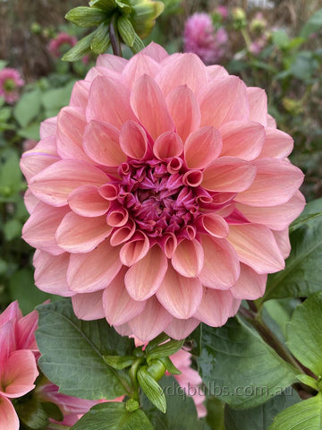 Lucy Goosey - Dahlia