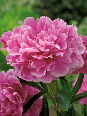 Madame Emile Debatene - Herbaceous Peony