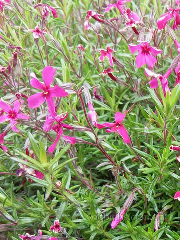 Magenta - Alpine Phlox