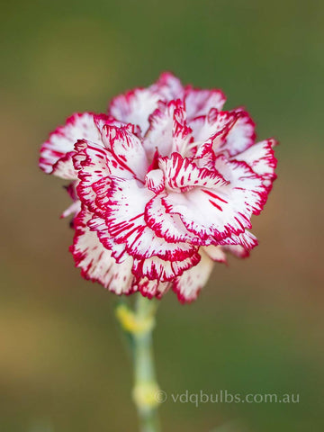 Maggie - Carnation