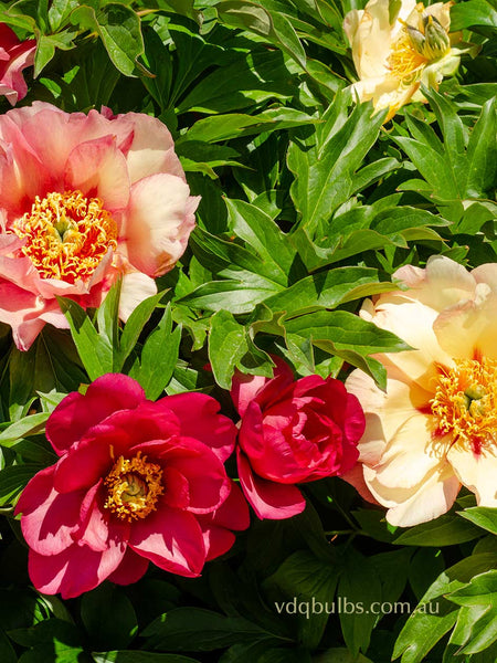 Magical Mystery Tour - Itoh Peony