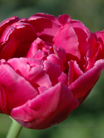Margarita - Tulip