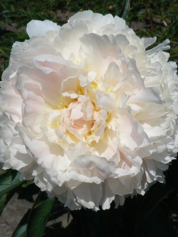 Marie Lemoine - Herbaceous Peony